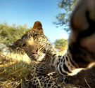 It's called Leopard's selfie