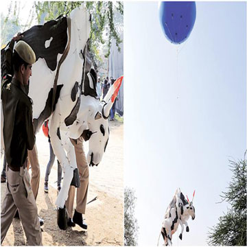 Jaipur Art Summit dragged into cow politics 