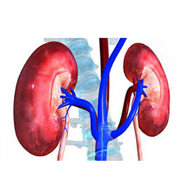 Kidney racket: Another Mumbai private hospital under scanner