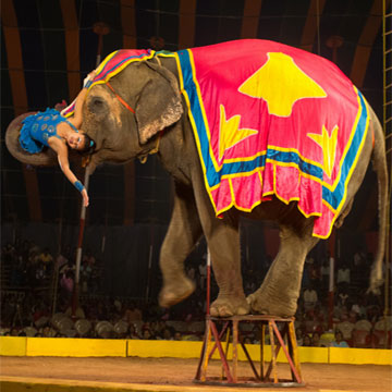 'Our circus died while reinventing itself'