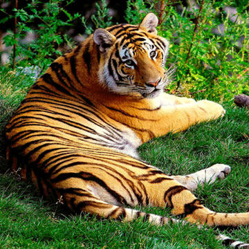 Tiger population booms in India's Terai region