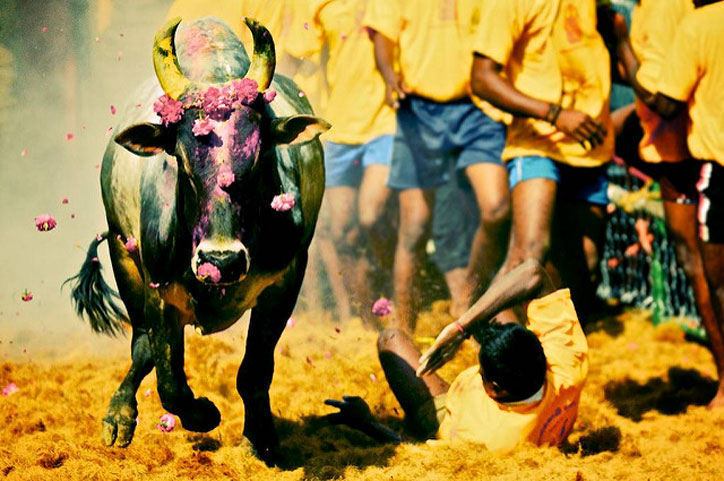 Jallikattu festival begins: Two killed; 83 injured as thousands take part in Tamil Nadu