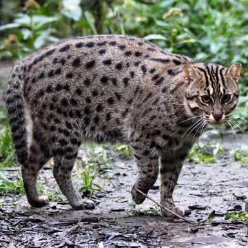 Fishing cat faces extinction threat in India