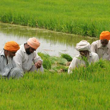 Punjab farmers still reeling under after-effects of Nov 8 decision