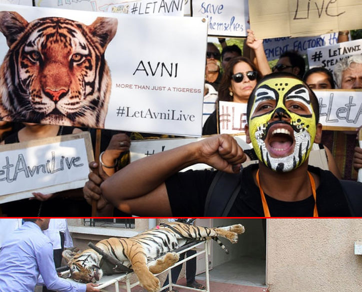 The tragic killing of Avni, the tigress, indicates helplessness of humans against themselves