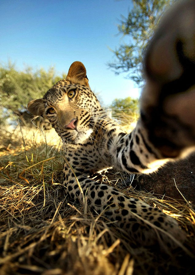 It's called Leopard's selfie