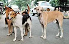 Remove all Stray Dogs! Supreme Court's order to triggers heated debate online