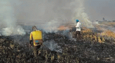 Delhi minister Sirsa claims AAP govt forcing farmers to burn stubble in Punjab