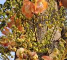 Nature's Beauty: Nag Kamal Flower  Nature's Beauty: Nag Kamal Flower