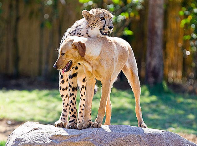 Cheetah and labrador are fast friends 