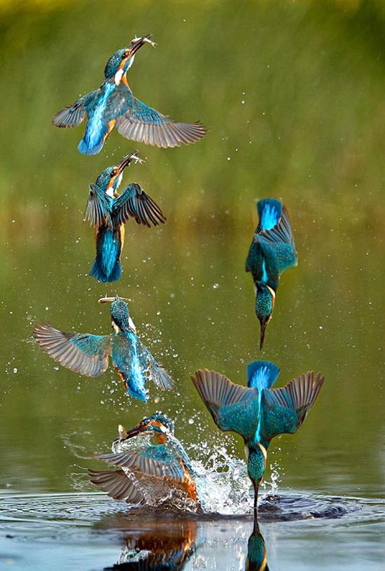 Majestic kingfisher