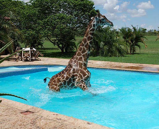 A Giraffe in hotel pool