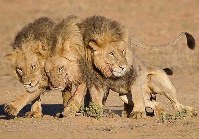 Group hug of Lions