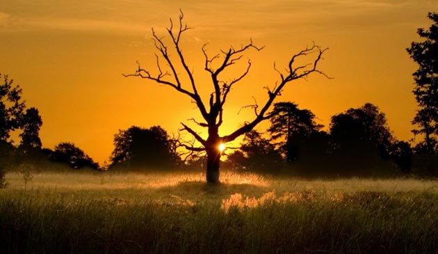 Beautiful image of dead oak tree