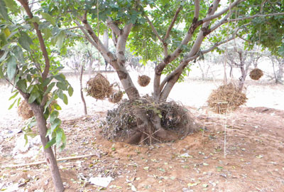 Sculpture Workshop in Rajasthan University campus