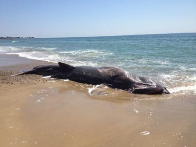 28-foot-long basking shark washes ashore in Rhode Island