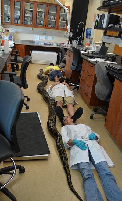 Enormous python killed in Florida, measures 18 feet, 8 inches, weighs 128 pounds
