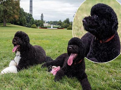 A sister for first dog! Obamas welcome new puppy 'Sunny' to the White House, just like Bo 