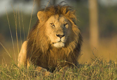 Survey reveals West Africa has less than 250 lions left in wild