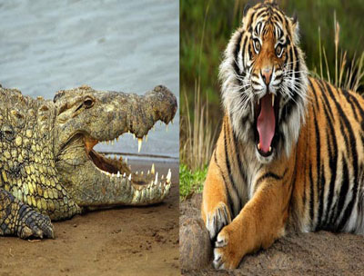 Now, adopt a crocodile or a tiger in Tripura zoo