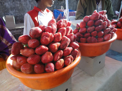 Strawberry welcome for tourists to Maharashtra