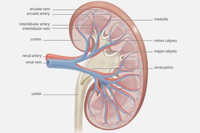 World Kidney Day: What is chronic kidney disease?