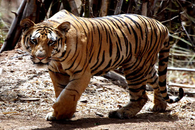 Bihar developing India's biggest grassland for tigers