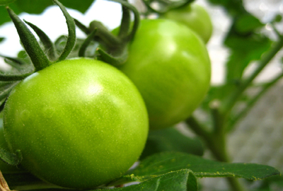 Green tomatoes may help build bigger, stronger muscles
