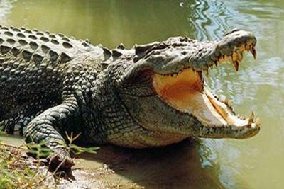 When a crocodile attacked Modi!