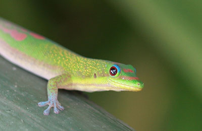 Lizard species named after Mumbai scientist