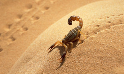 Scorpion's venom can help detect cancer