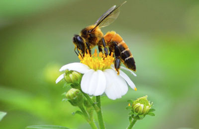 Honeybees came from Asia, not Africa: Study 
