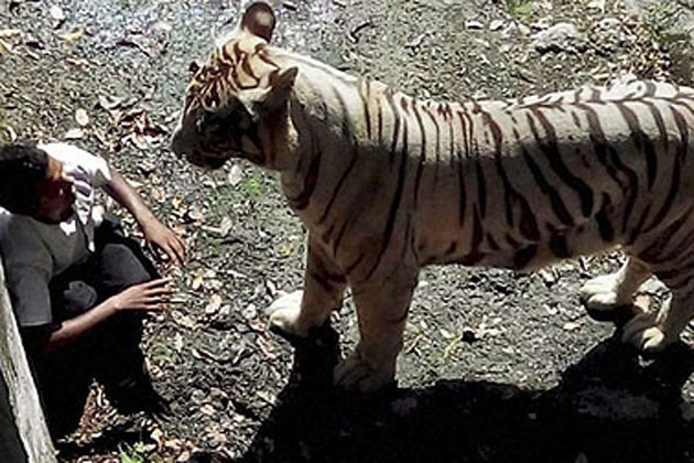 Tiger mauling man in Delhi zoo