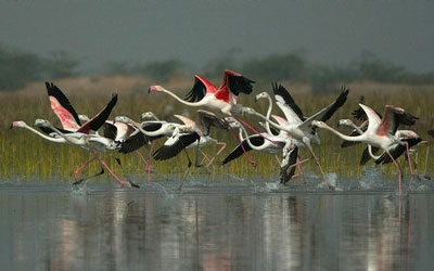10 bird sanctuaries in India critically threatened: Report