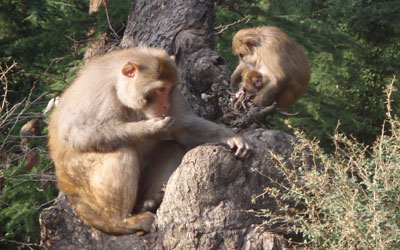 Himachal wants monkeys off its back
