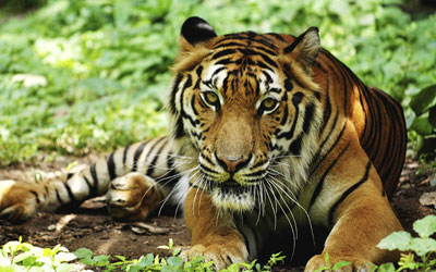 Indian wildlife managers use camera trap images to identify conflict-prone tigers