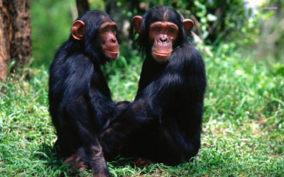 Chimps get herbal tonic to fight winter chill