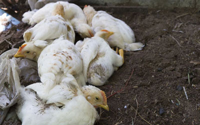 Bird flu alert in UP: Import of poultry products banned