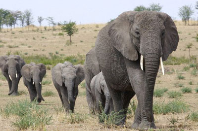 India must embrace African wildlife conservation laws