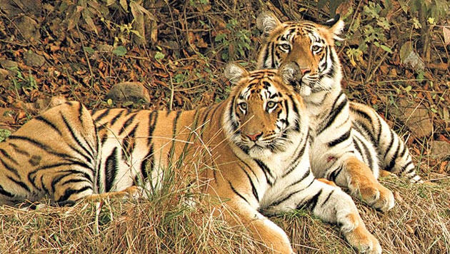 The roar is back: India's tigers are on their prowl again