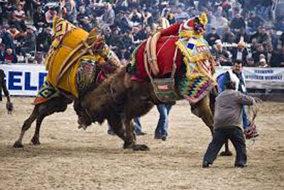 Been to Turkey! Don't miss camel wrestling