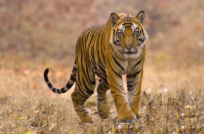 Govt challenges claims on flawed methodology in tiger census