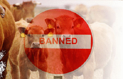 Ban on Beef: Should it be or should be not