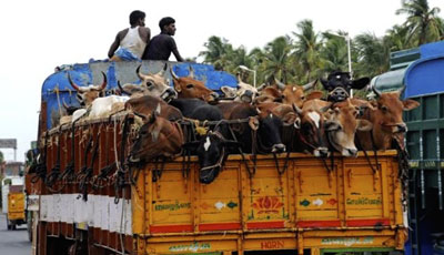Cow slaughter not right, we still lead in beef export