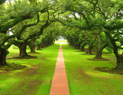 How to plant trees: Environment must become India's development agenda
