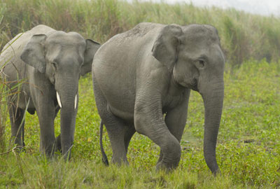 Elephants from India for Crimean zoos
