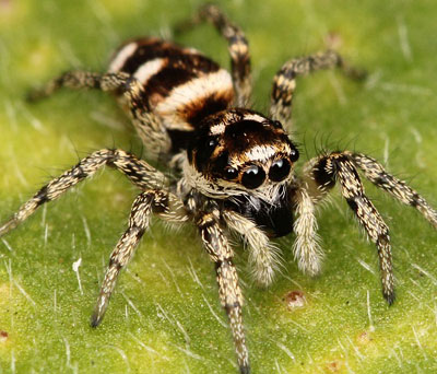 New species of spiders spotted