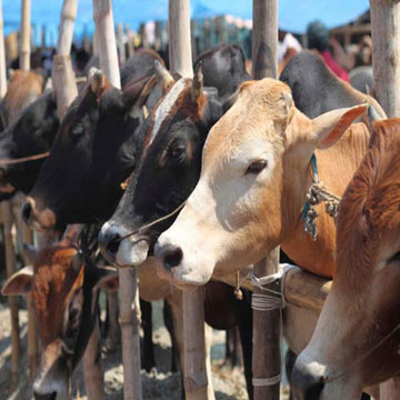 Cow slaughter and sale of beef not prohibited, says Court