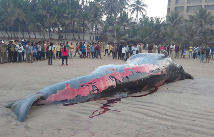 30-foot-long whale washed ashore in Mumbai's Juhu beach 