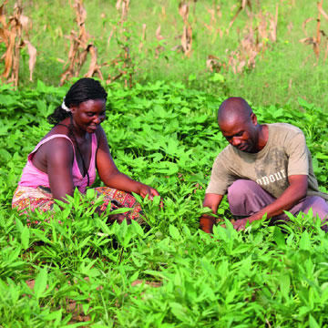 Indian dream of plentiful food from African farms runs into trouble